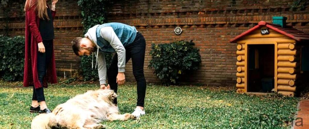 I 4 migliori asili diurni per cani a Roma
