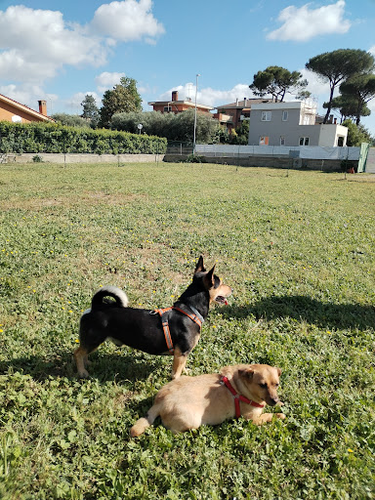 A6zampe Attività Cinofile