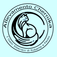 Allevamento di Gatti Siberiani e Neva Masquerade Chernika