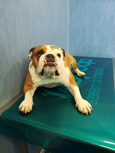Ambulatorio Veterinario Le Accademie