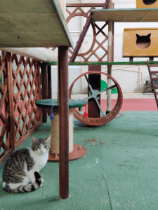 Campus Cat Porta Medaglia