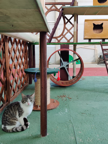Campus Cat Porta Medaglia