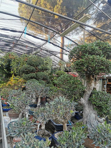 Comandini Garden