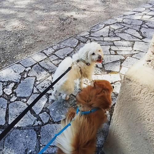 Dog sitter per cani Roma est