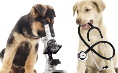 Dott. Luongo Marco - Ambulatorio Veterinario