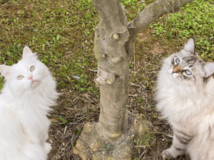 Evaluna Siberian Cattery