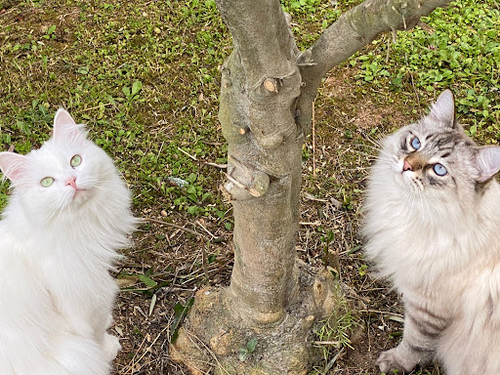 Evaluna Siberian Cattery