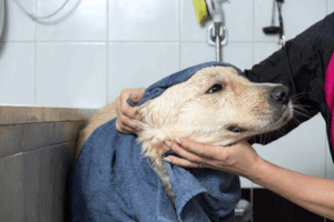 Grooming Center Roma