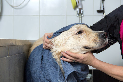Grooming Center Roma