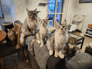 Maine Coon di Betazed