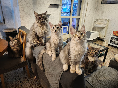 Maine Coon di Betazed