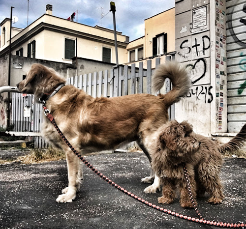 Milena e Diego cat e dog sitter Roma