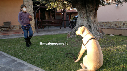 Ssd Emozione Cane