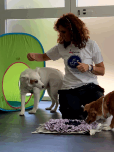 The Little Dogs Place