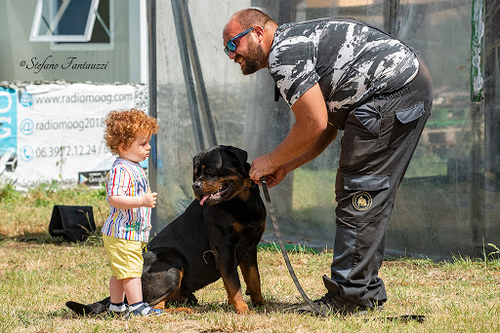 Un Lavoro da cani
